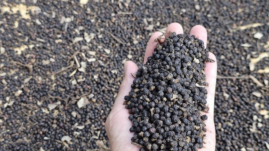 Vietnam’s pepper exports surpass US$1 billion in first eight months